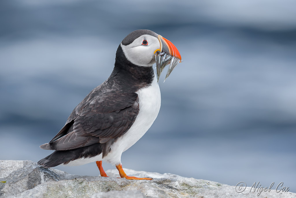 Puffin with Sand eels