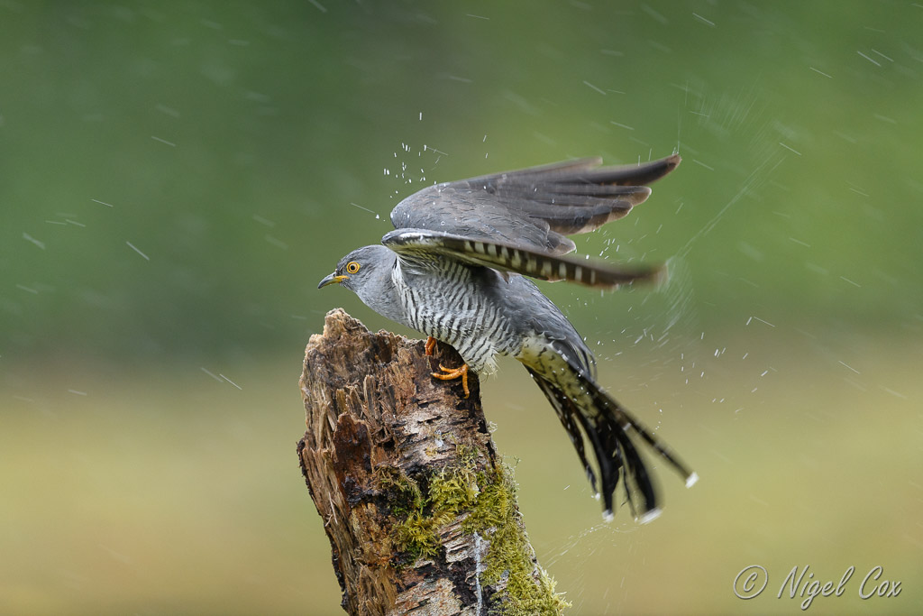 Cuckoo in the rain