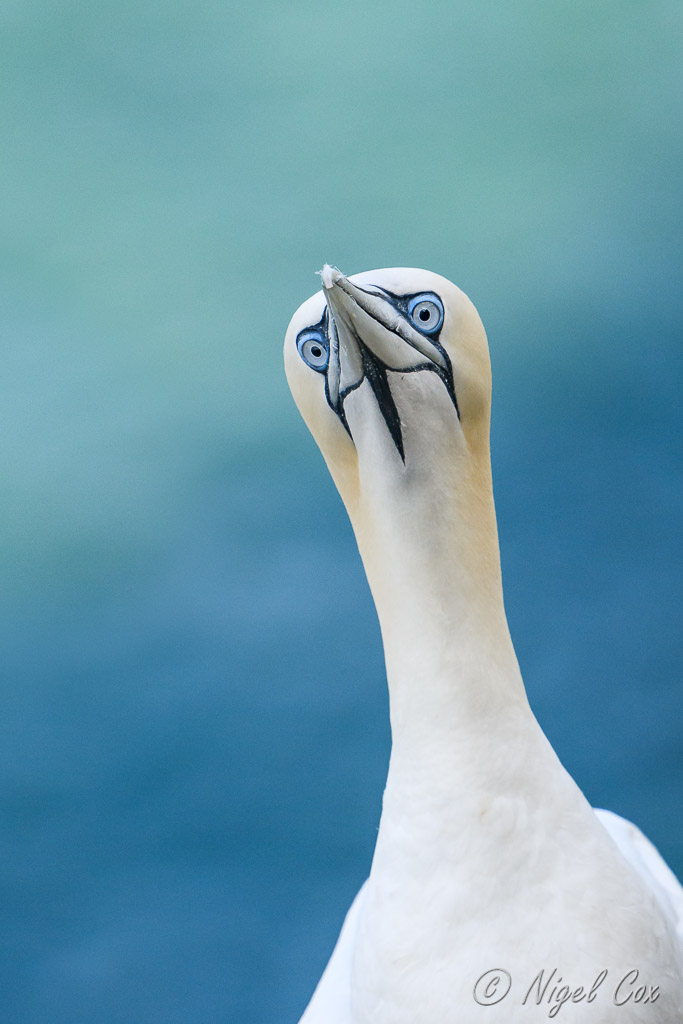 Portrait of a gannet